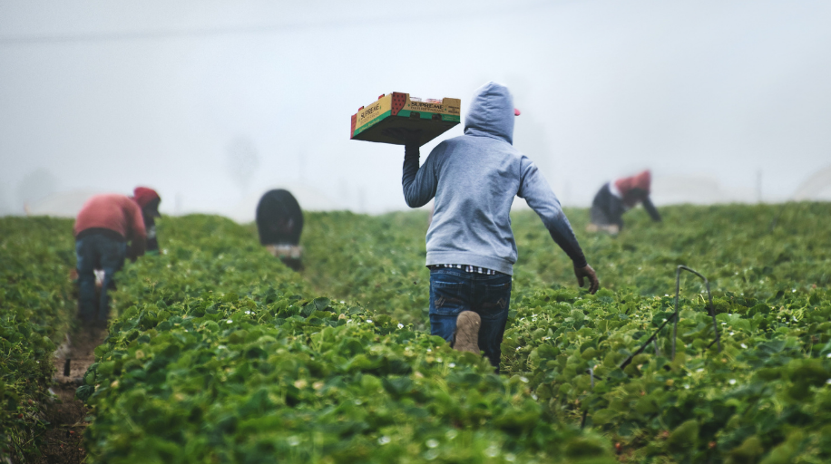 Workers carrying produce on a farm